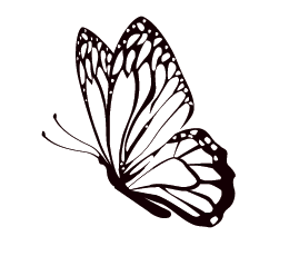 butterfly